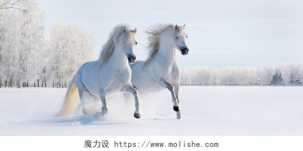 雪地两匹马奔跑跳跃